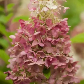 hortensja-bukietowa-candlelight-3l