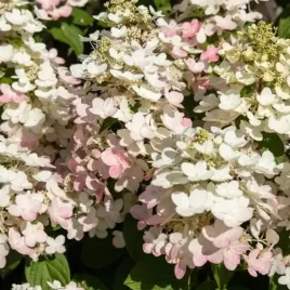 hortensja-bukietowa-early-harry-3-l-pakiet-8-szt