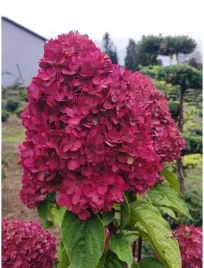 hortensja-bukietowa-fraise-melba-3l