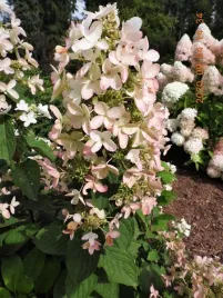 hortensja-bukietowa-great-escape-3l-pakiet-8-szt