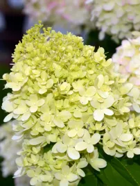 hortensja-bukietowa-little-spooky-3l-pakiet-8-szt