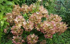 hortensja-bukietowa-pastelgreen-3l-pakiet-8-szt