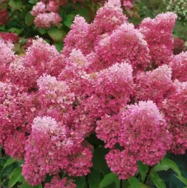 hortensja-bukietowa-petite-flori-3l