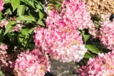 hortensja-bukietowa-phantom-3l