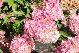 hortensja-bukietowa-phantom-3l-pakiet-8-szt