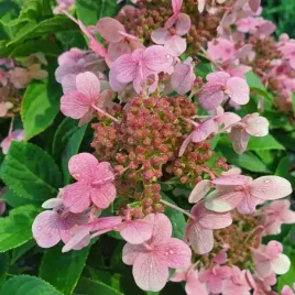 hortensja-bukietowa-polestar-3l-pakiet-8-szt