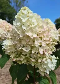 hortensja-bukietowa-silver-dollar-3l