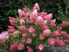 hortensja-bukietowa-sundae-fraise-3l-pakiet-8-szt