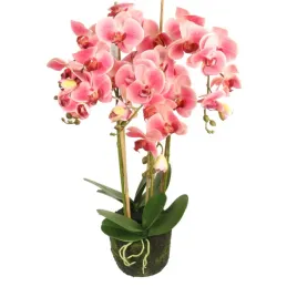 storczyk-w-kolorze-rozowym-z-liscmi-5-galazek