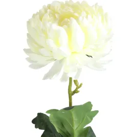 chryzantema-pojedynka-biala-80-cm