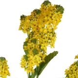 rzepak-w-doniczce-ii-waga-z-opakowaniem-0-15-kg
