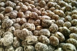 lubin-waskolistny-plenny-gorzki-nasiona-poplon-1kg