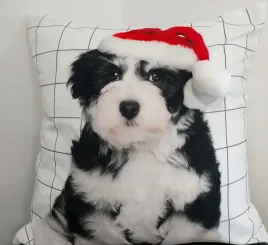 poszewka-swiateczna-40x40-bary-pies-w-czapce-mikol