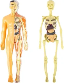 anatomiczny-model-ludzkiego-ciala-ludzkie-organy-kosci-tulow-czlowieka