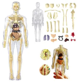 edukacyjny-model-anatomiczny-ludzkiego-ciala-3d-szkielet-organy-wewnetrzne