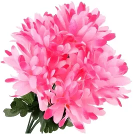 bukiet-chryzantema-rozowa-chryzantemy-30cm-5-sztuk