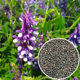 wyka-siewna-hanka-jara-na-popol-zielonke-nasiona-wyki-kwalifikowane-1kg