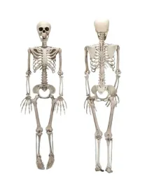 dekoracja-szkieletor-szkielet-kosciotrup-ruchome-konczyny-halloween-90-cm