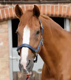kantar-podszyty-premier-equine-plain