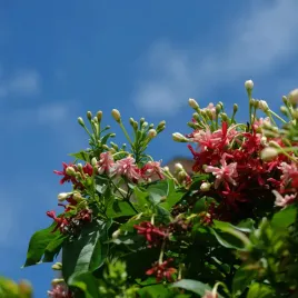 jasmin-stefana-pnacy-pachnace-kwitnace-pnacze-doniczka-1l