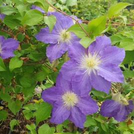 powojnik-stefan-franczak-wielkokwiatowy-1l-pnacy