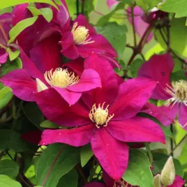 powojnik-clematis-wielkokwiatowy-sunset-1l