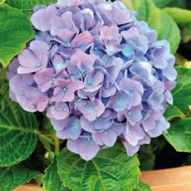 hortensja-renate-ogrodowa-idealna-na-taras-sadzonka-2l