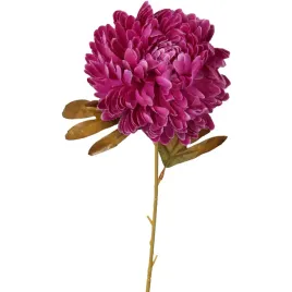chryzantema-kwiat-pojedynczy-70cm-kolor-bordowy