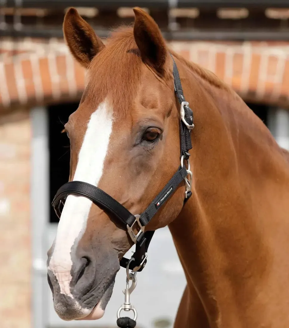 kantar-podszyty-premier-equine-plain