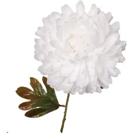 chryzantema-kwiat-pojedynczy-70cm-bialy