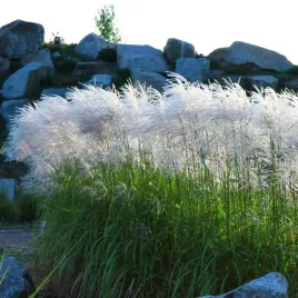 miskant-chinski-memory-biala-trawa-ozdobna-wysoka-sadzonka-2l