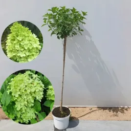 hortensja-bukietowa-limelight-pbr-na-pniu-7-5-l-limonkowe-kwiatostany