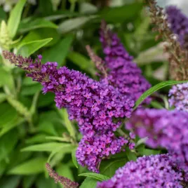budleja-dawida-butterfly-candy-little-purple-pbr-2