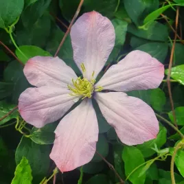 powojnik-ai-nor-wielkokwiatowy-jasnorozowy-clematis-1l