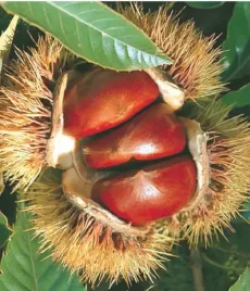 kasztan-jadalny-jadalne-smaczne-owoce-2l-przysmak