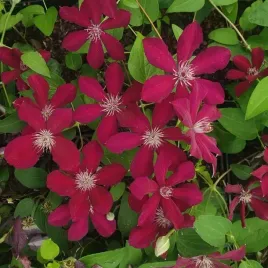 powojnik-stasik-wielkokwiatowy-clematis-pnacy-1l