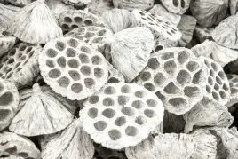 lotos-bielony-bialy-susz-lotosy-suszki-6-8cm-10szt