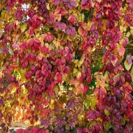 winobluszcz-pieciolistkowy-redwal-troki-2lpnacze-na-mur-i-sciany-2l