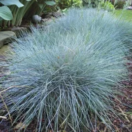 kostrzewa-sina-elijah-blue-pakiet-5-sztuk