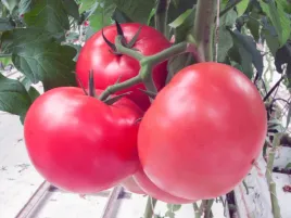 pomidor-szczepiony-katy-rose-pomidor-malinowy-rozsada-p9