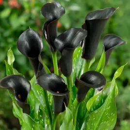 calla-kalla-kalia-czarna-bulwa-klacze-zdrowe-cebule-1-szt