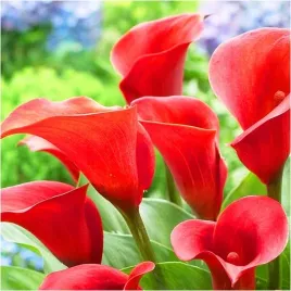 kalia-kalla-zantedeschia-calla-wild-salmon-czerwono-zolta-cebulki-1-szt