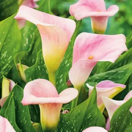 calla-kalla-kalia-zantedeschia-cameo-bialo-fioletowa-bulwa-klacze-1-szt