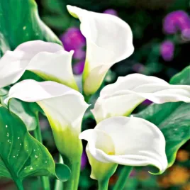calla-kalla-kalia-biala-bulwa-klacze-zdrowa-cebula-1-sztuka