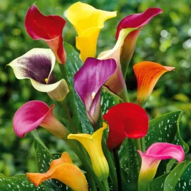 zantedeschia-kalla-mix-5-szt-sadzonki-kwiatow-kalii-calla-buly-klacze-mix