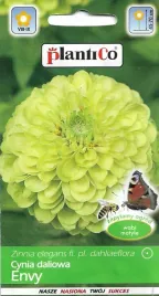 cynia-daliowa-envy-nasiona-pistacjowo-zielone-kwiaty-wysokie-pieknosc