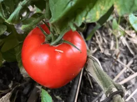 pomidor-szczepiony-lianne-sadzonka-rozsada-p9-duze-pomidory-do-ogrodu