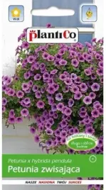 petunia-zwisajaca-fioletowa-005g-plantico