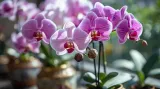 compo-sana-podloze-do-storczykow-orchidei-5l-pojemnosc-5-l