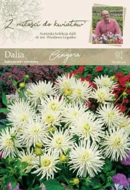 dalia-kaktusowa-angora-40-60-cm-w-legutko